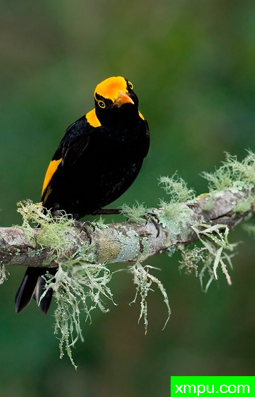 丽晶鲍尔伯德---著名荒野摄影师：杰拉德摄影