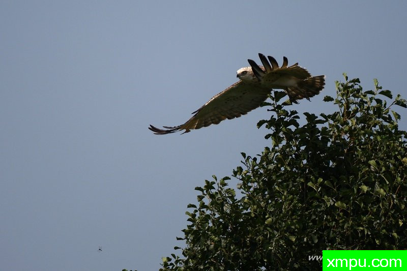 Gadożer（Circaetus gallicus）---著名摄影师：Cezar摄影