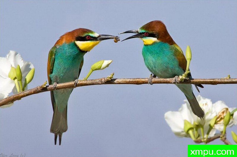 食蜜蜂鸟[澳大利亚]---著名荒野摄影师：奥弗利维摄影