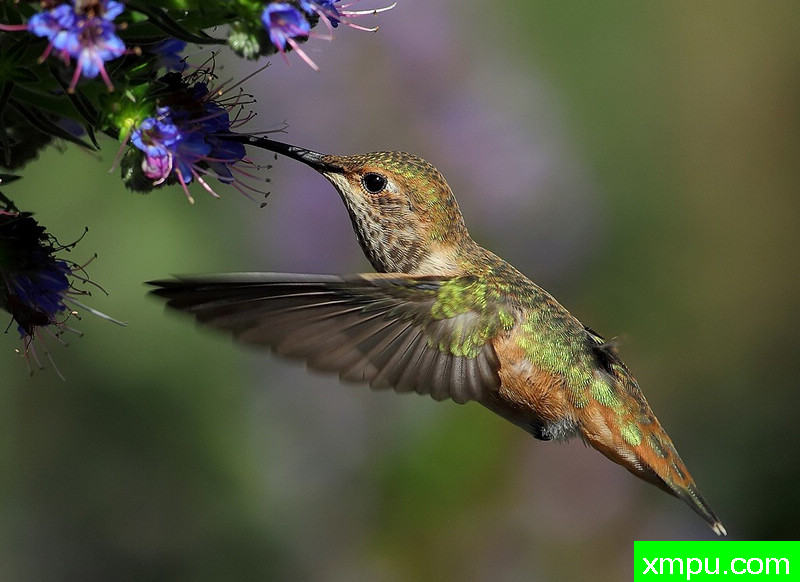 饲养女艾伦---著名摄影师：TMJ摄影[美国]