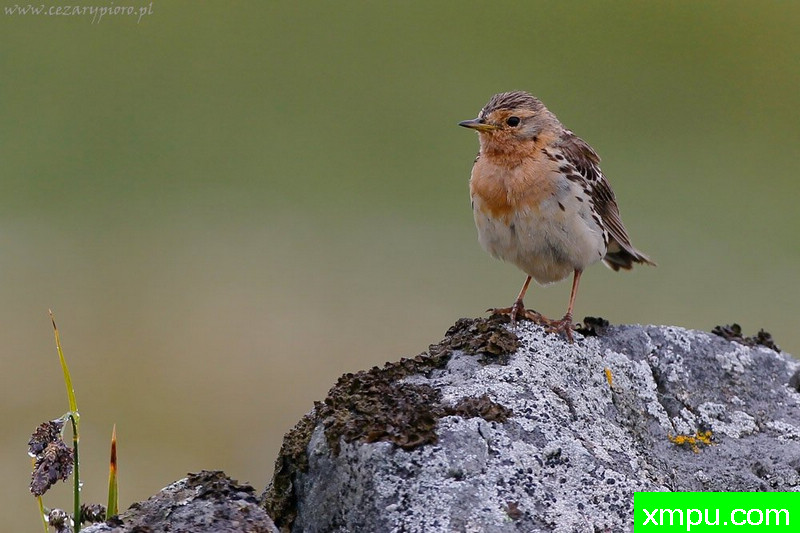 Rdzawogardły鹨---著名摄影师：Cezar摄影