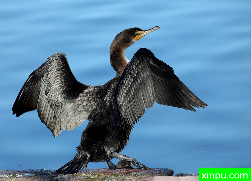 黑暗与美丽的鸬鹚 ---著名摄影师：TMJ摄影[美国]