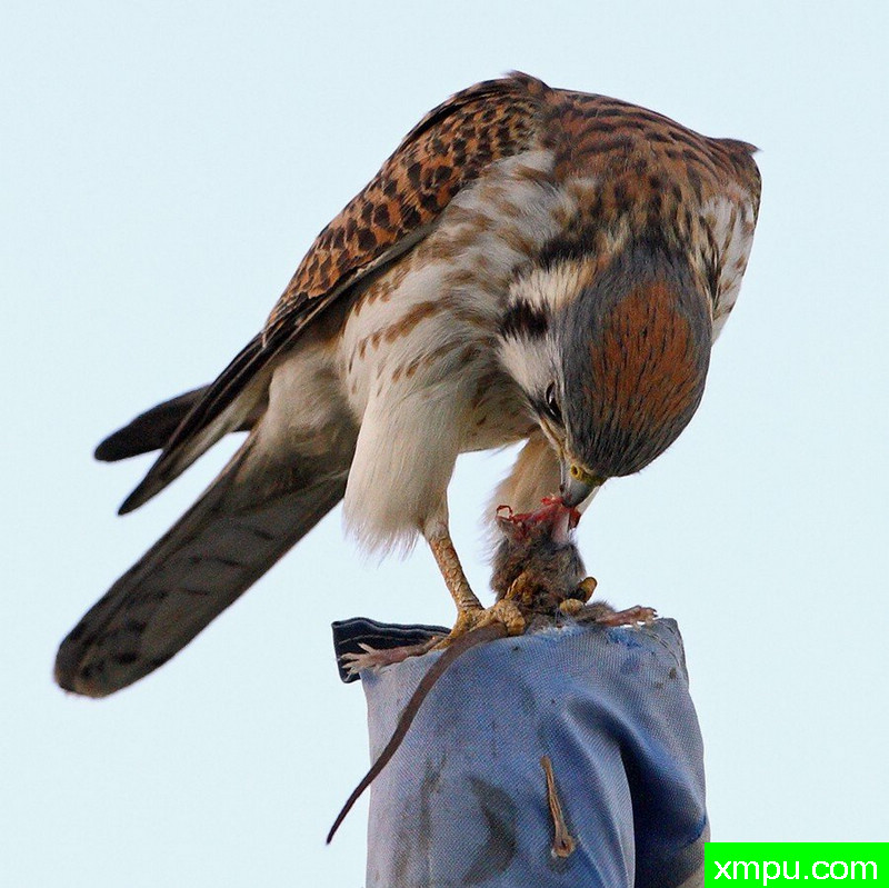 肉食者！ - Click image to view larger! - -著名摄影师：TMJ摄