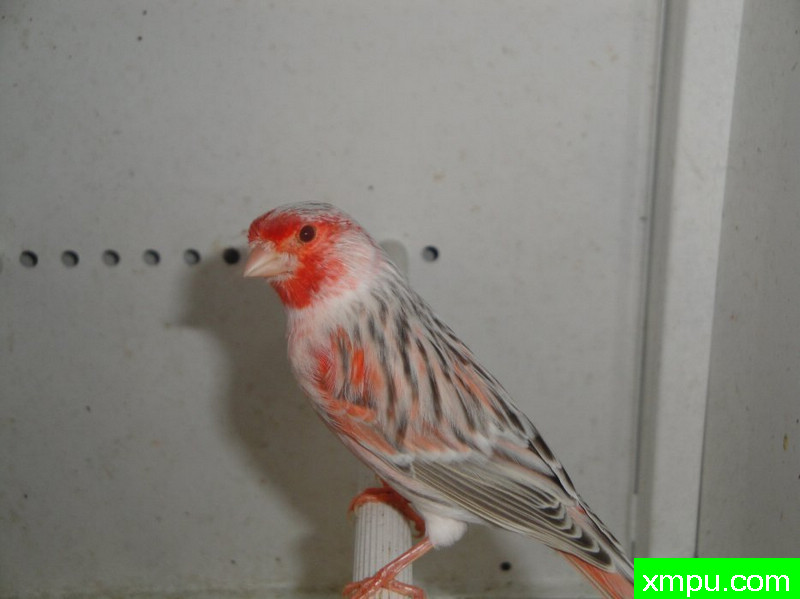 金丝雀-蛇纹红眼红叶玛瑙---著名摄影师：Rodolphe6022摄影