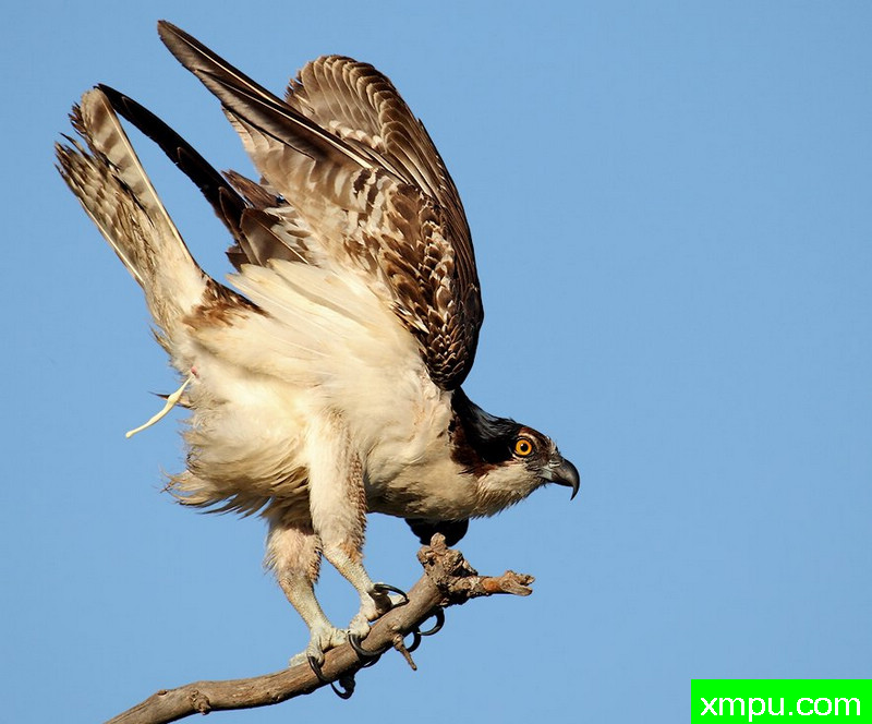 Oopsie，我有点兴奋---著名摄影师：TMJ摄影[美国]