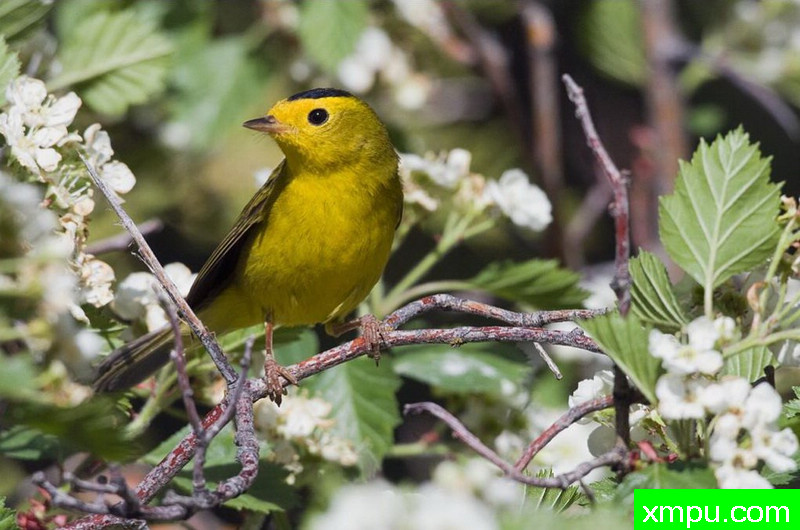 黑顶黄雀--著名自然摄影师：肯阿彻摄影