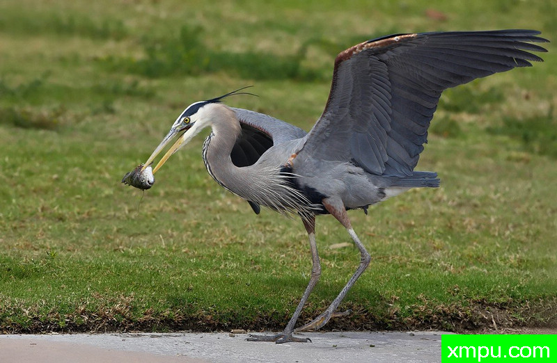 一个小偷的微笑---著名摄影师：TMJ摄影[美国]