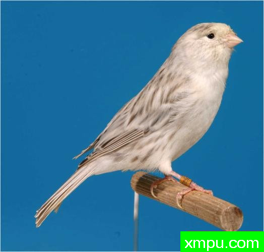 玛瑙白粉彩相思玉鸟----摄影师：约翰凡德maelen 摄影[荷兰]