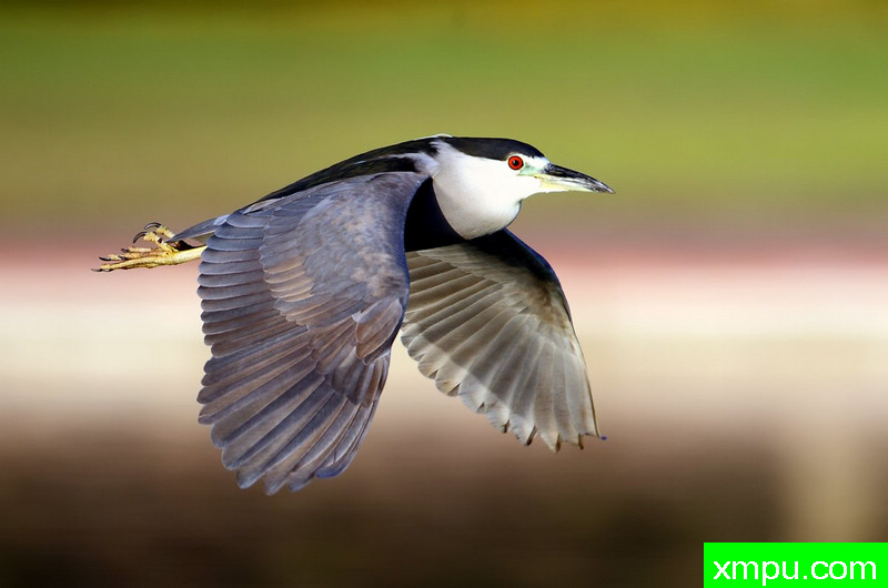 黑加冕夜苍鹭---著名摄影师：TMJ摄影[美国]