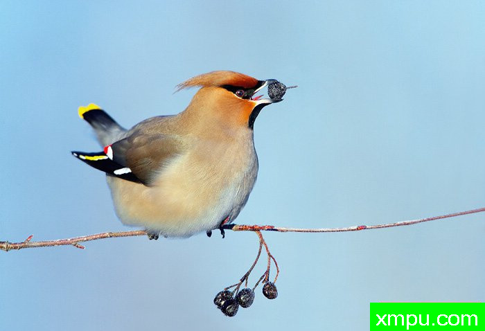 太平鸟---摄影师：爱德华兹摄影
