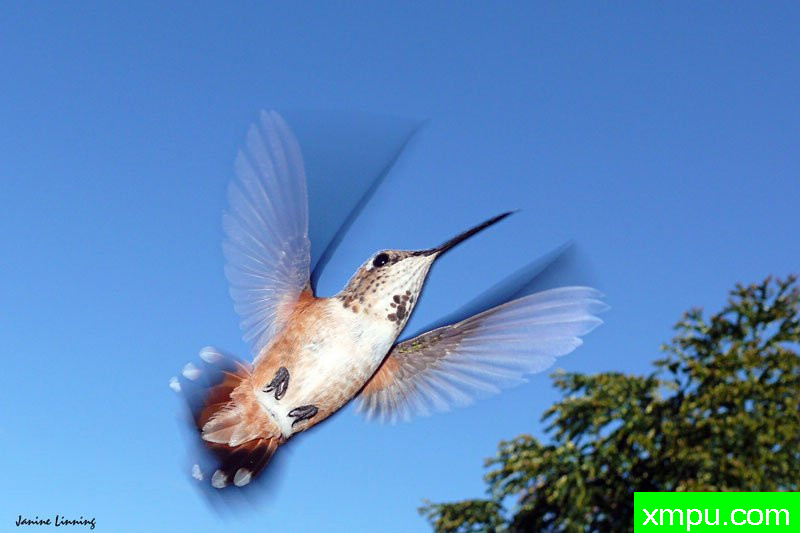 越飞越高---著名摄影师：珍妮李显能摄影