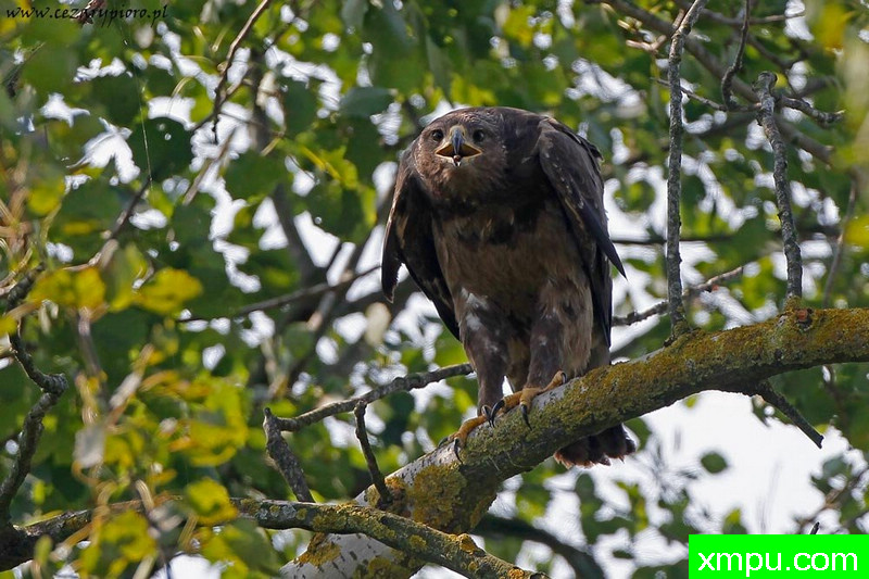 小斑点鹰（雕pomarina）--著名摄影师：Cezar摄影