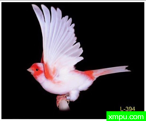 金丝雀--飞行[红色马赛克]法国