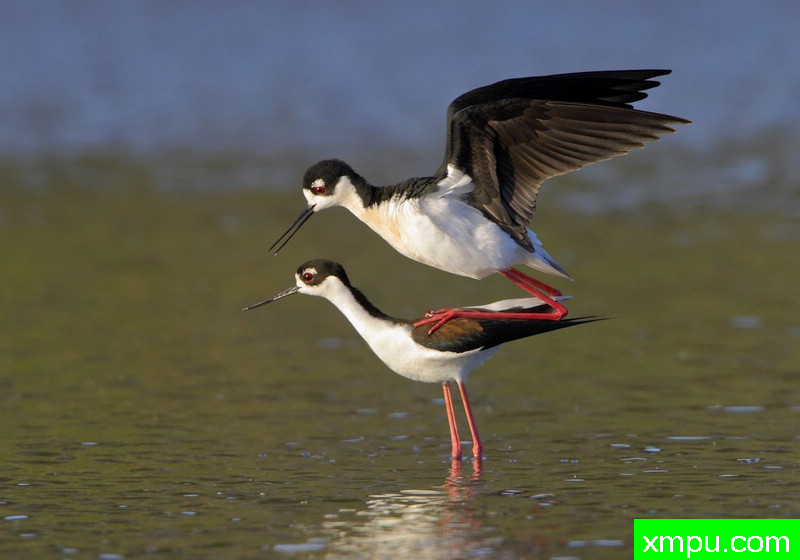 先生及夫人黑颈长脚鹬 -著名摄影师：TMJ摄影[美国]