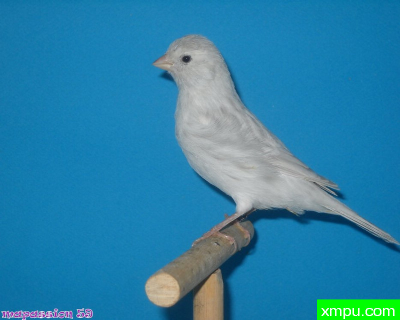 金丝雀-autre玛瑙opale相思---著名摄影师：mapassion593112摄影[