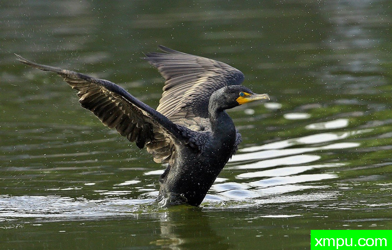 伸展双冠鸬鹚-著名摄影师：TMJ摄影[美国]