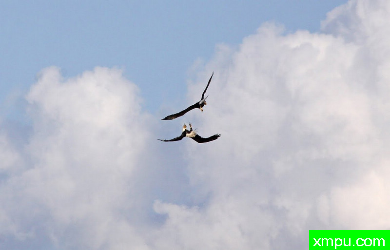 搏击---著名摄影师：加列里亚摄影