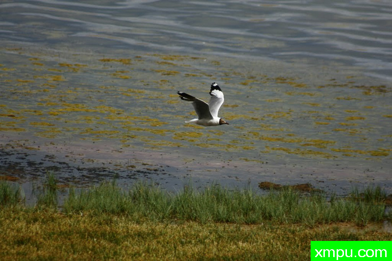 高原鸥----著名荒野摄影师：流浪摄影