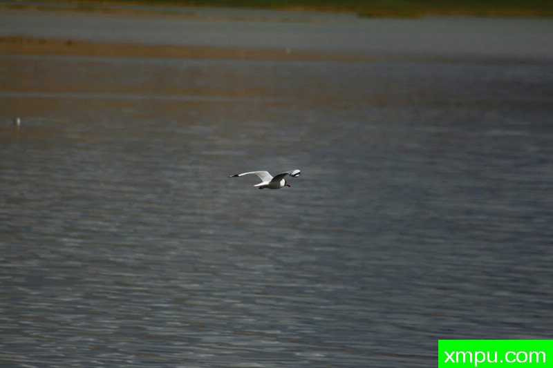 高原鸥----著名荒野摄影师：流浪摄影