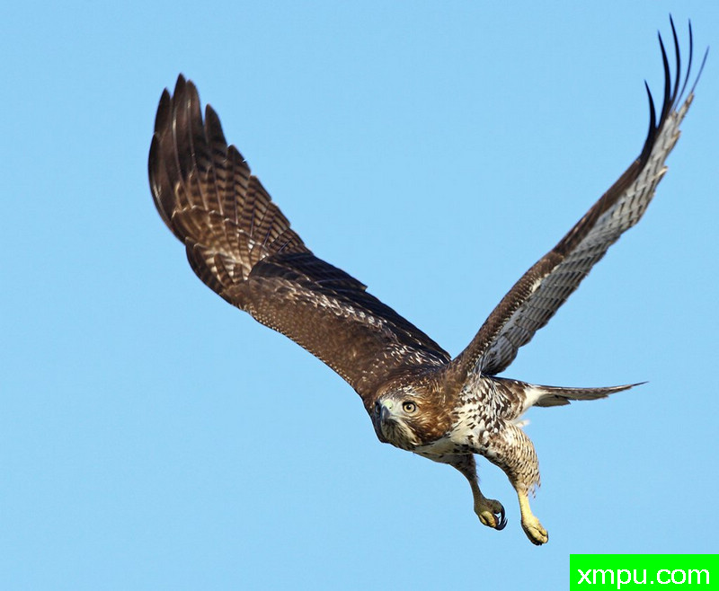 目标已锁定---著名摄影师：TMJ摄影[美国]