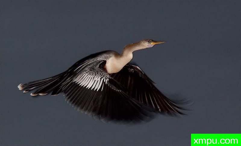 飞鲸体育推出智能数据分析平台助力用户深度洞察比赛走势与球队表现