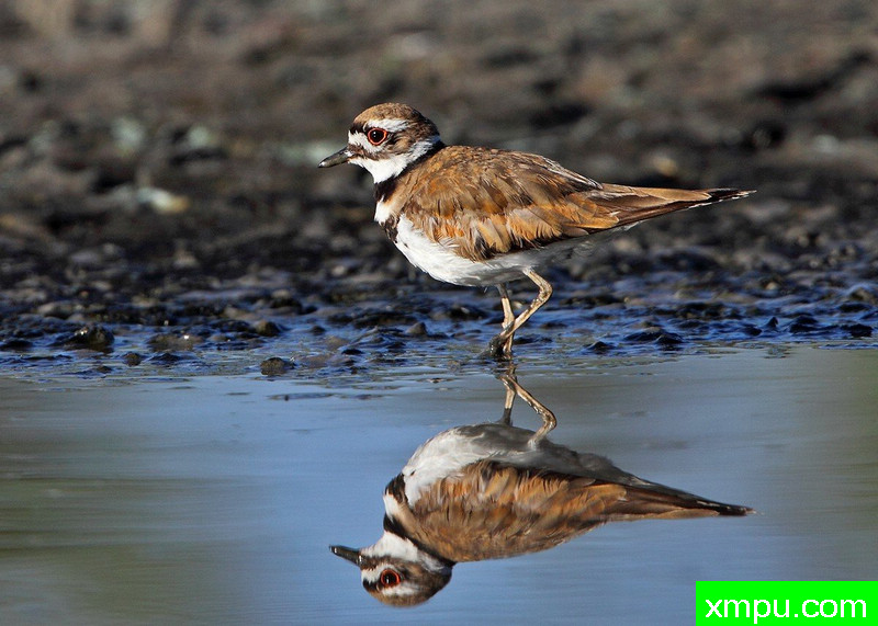 Killdeer ---著名摄影师：TMJ摄影[美国]