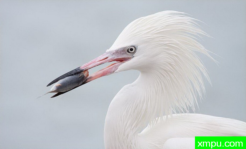 午餐---著名摄影师：罗尔夫Hicker。自然摄影[美国]