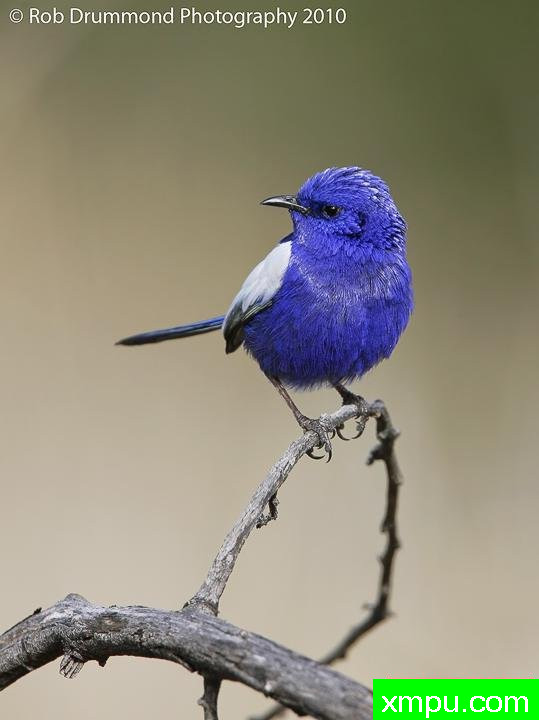 白翅蓝雀002---著名荒野摄影师：奥弗利维摄影