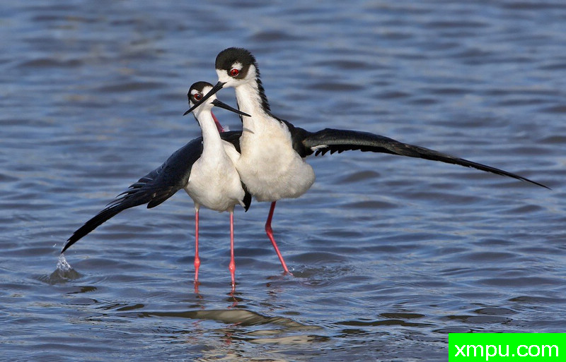 黑颈长脚鹬探戈-著名摄影师：TMJ摄影[美国]
