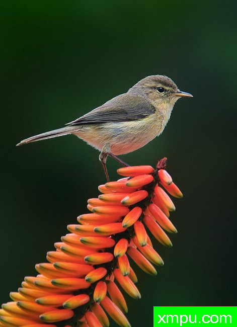 寻餐 --摄影培育师：何塞米格尔罗德里格斯摄影[法国]