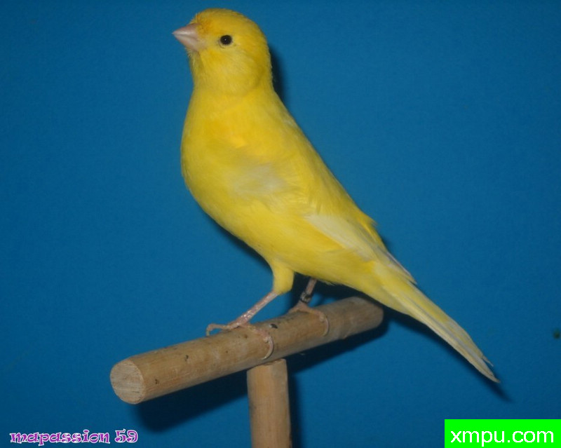 金丝雀-男jaune希米尔-porteur lutino ---著名摄影师：mapassion