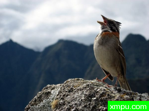 麻雀歌唱---著名摄影师：韦斯摄影