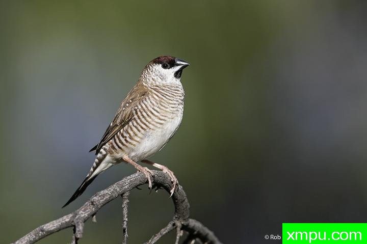 梅花雀[澳大利亚]---著名荒野摄影师：奥弗利维摄影