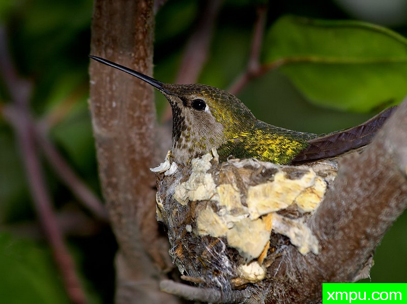 造鸟---著名摄影师：TMJ摄影[美国]