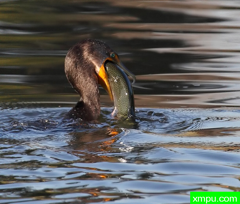 鸬鹚随着鳟鱼01---著名摄影师：TMJ摄影[美国]