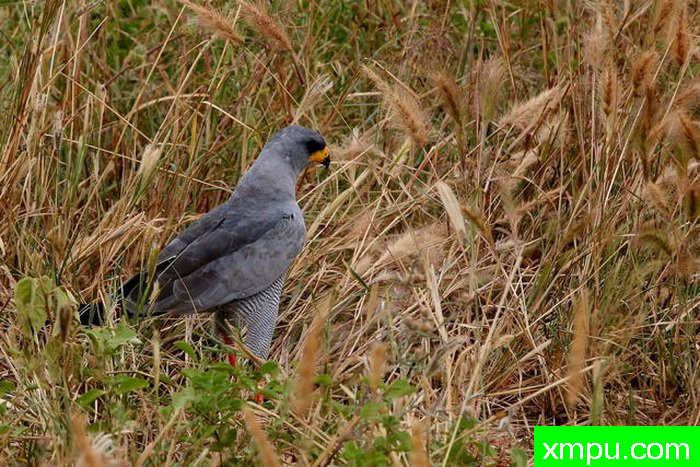 寻找午餐 - 苍鹰---摄影师： 达伦Colello  摄影