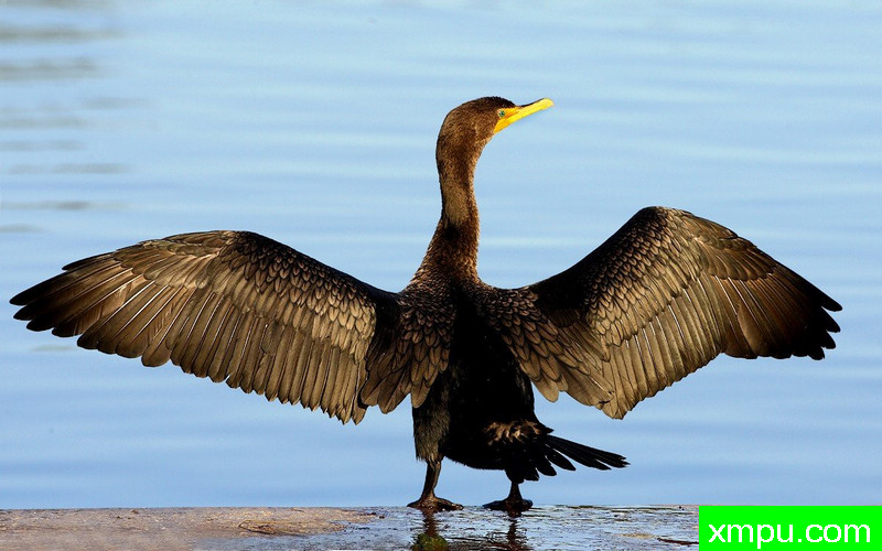 太阳沐浴者---著名摄影师：TMJ摄影[美国]