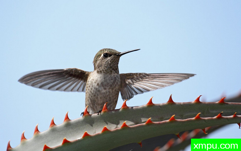 仙人掌王---著名摄影师：TMJ摄影[美国]