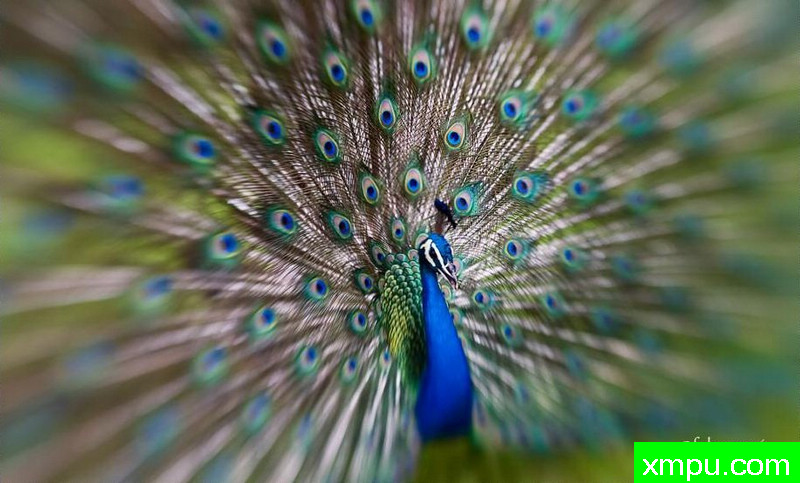 开屏---著名摄影师：罗尔夫Hicker。自然摄影[美国]