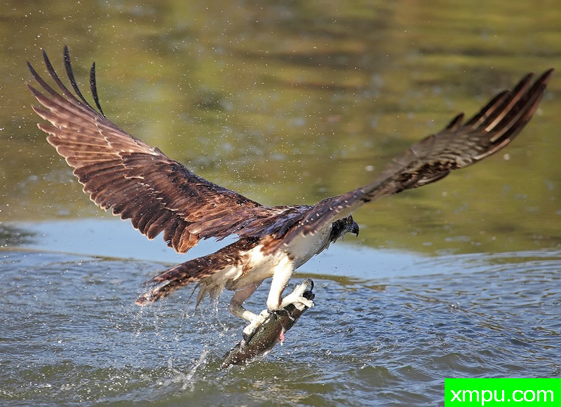 “鱼鹰”随着鳟鱼出水---著名摄影师：TMJ摄影[美国]