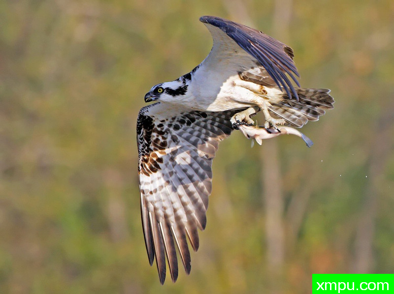鱼鹰航空公司-著名摄影师：TMJ摄影[美国]