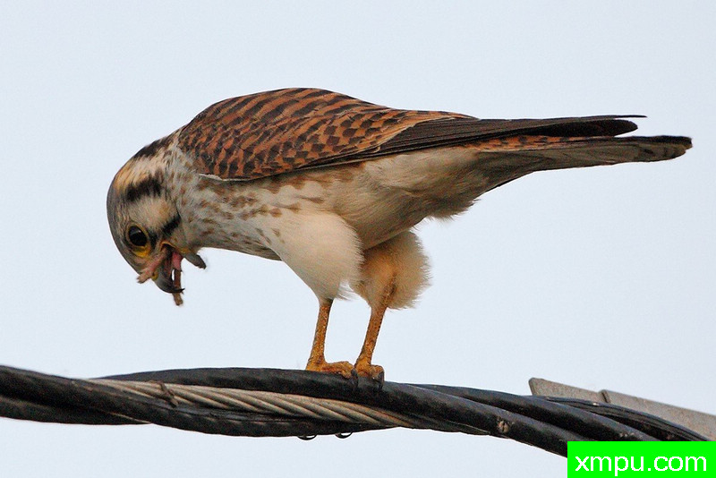 脚噬魂！---著名摄影师：TMJ摄影[美国]