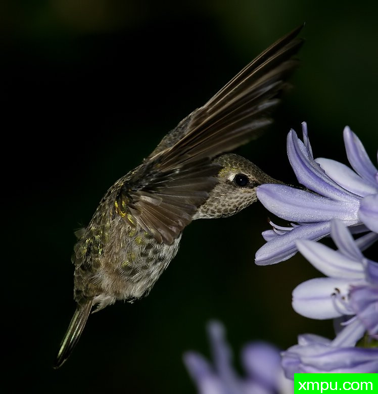 喂食蜂鸟---著名摄影师：TMJ摄影[美国]