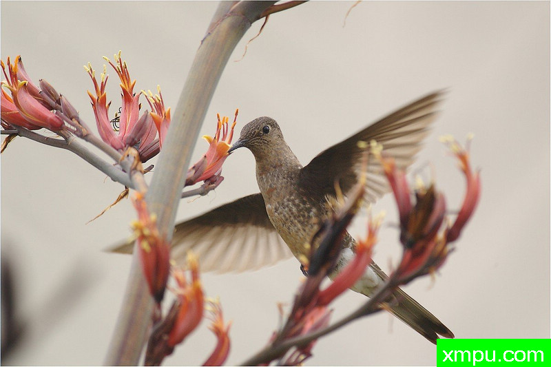 巨人蜂鸟--著名自然摄影师： 艾蒂安Artigau 摄影[美国]