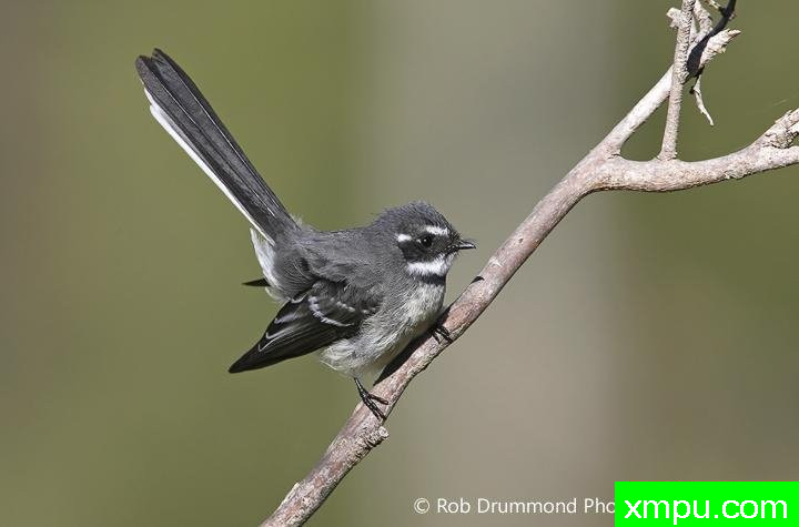 灰孔雀0[澳大利亚]1--著名荒野摄影师：罗布德拉蒙德摄影