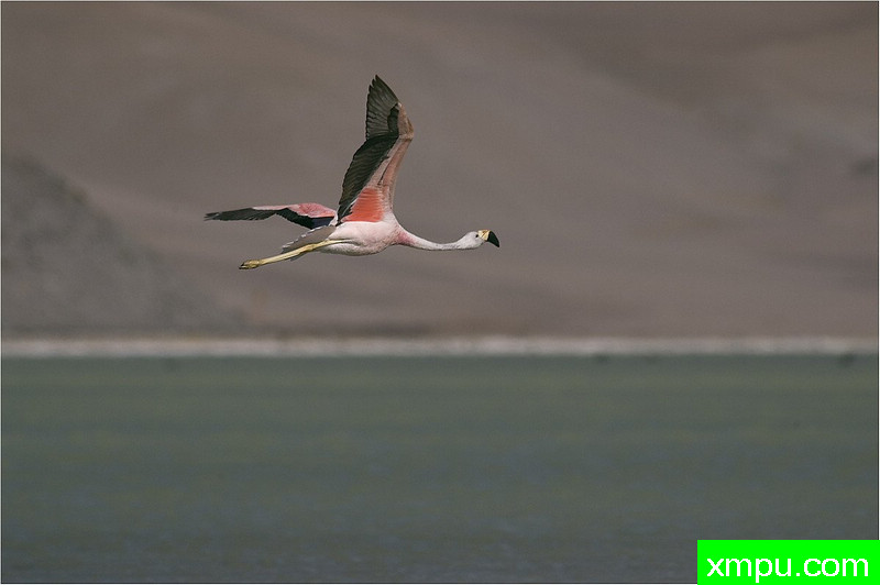 安第斯火烈鸟---著名自然摄影师： 艾蒂安Artigau 摄影[美国]