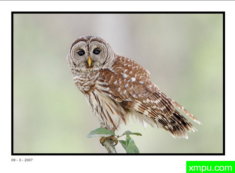 禁止在pbase_com猫头鹰照片 - 大卫肖万张照片