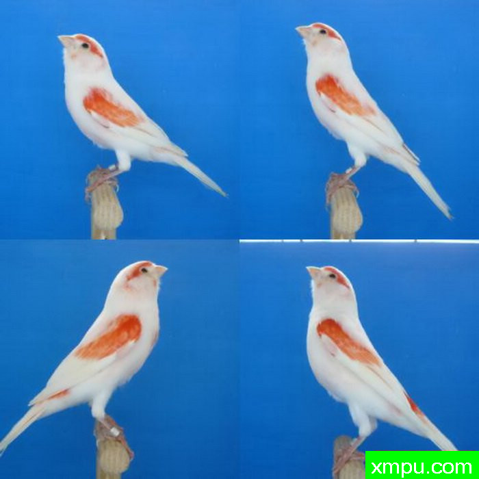 金丝雀--红眉--摄影师：lipo mosaique rouge 88 [法国]