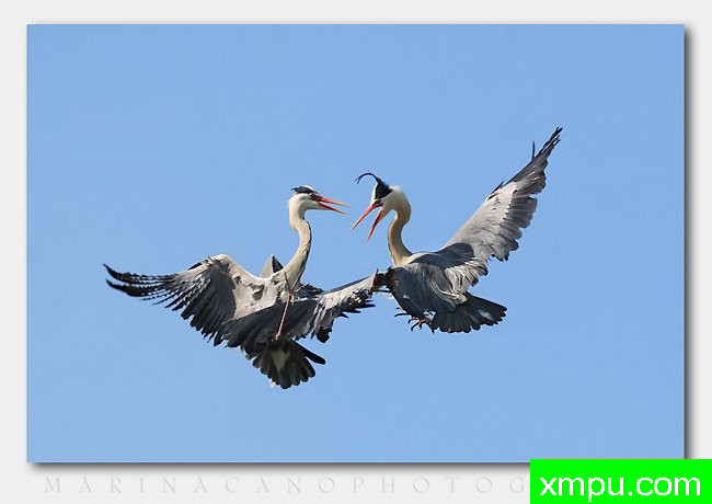 尖锐和独特的鸟--著名自然摄影师：匡卡诺摄影