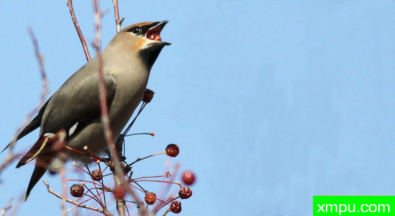 太平鸟觅食图01-著名自然摄影师：风邪摄影